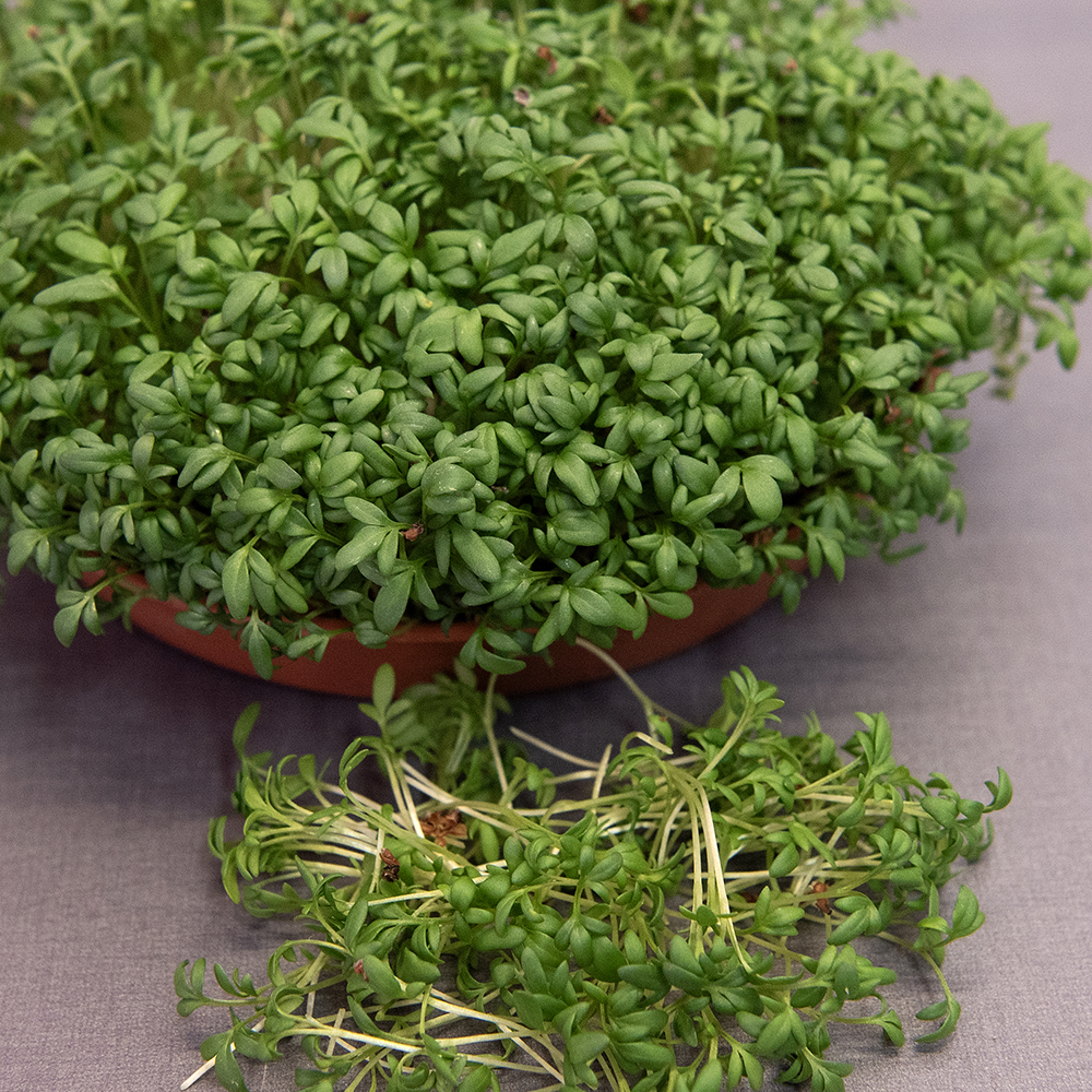 Rzeżucha ogrodowa 'Cresso'