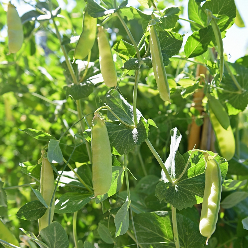 Groch cukrowy 'Corne de bélier'