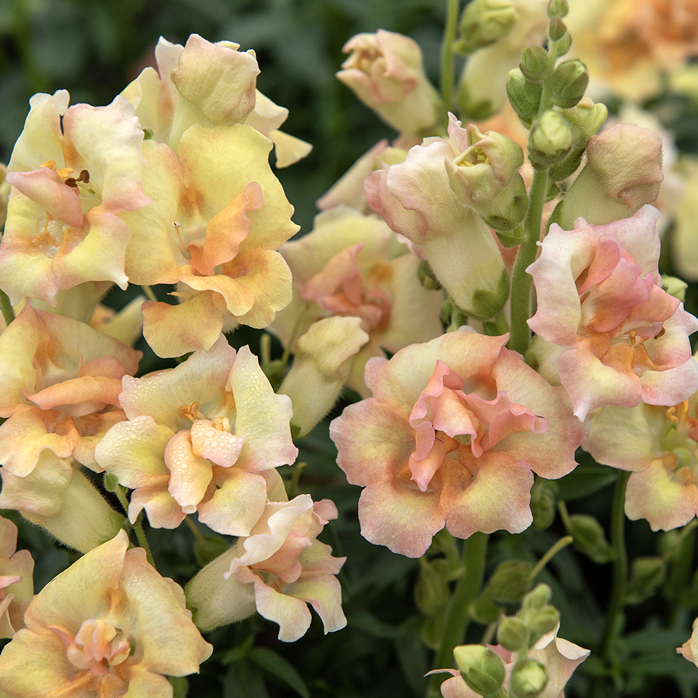 Wyżlin większy F1 ‘DoubleShot Peach’