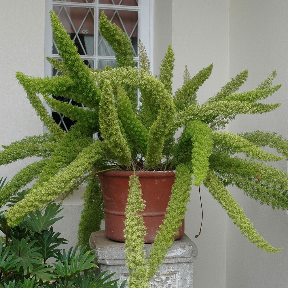 Szparag pierzasty 'Meyeri'