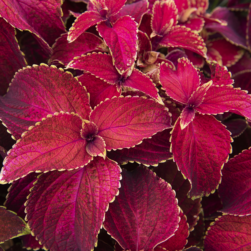 Koleus Blumego 'Superfine Rainbow Volcano'