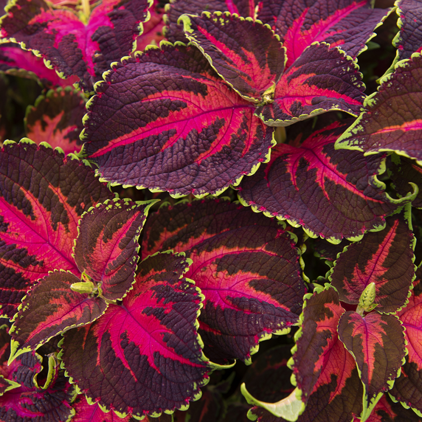 Koleus Blumego 'Superfine Rainbow Festive Dance'