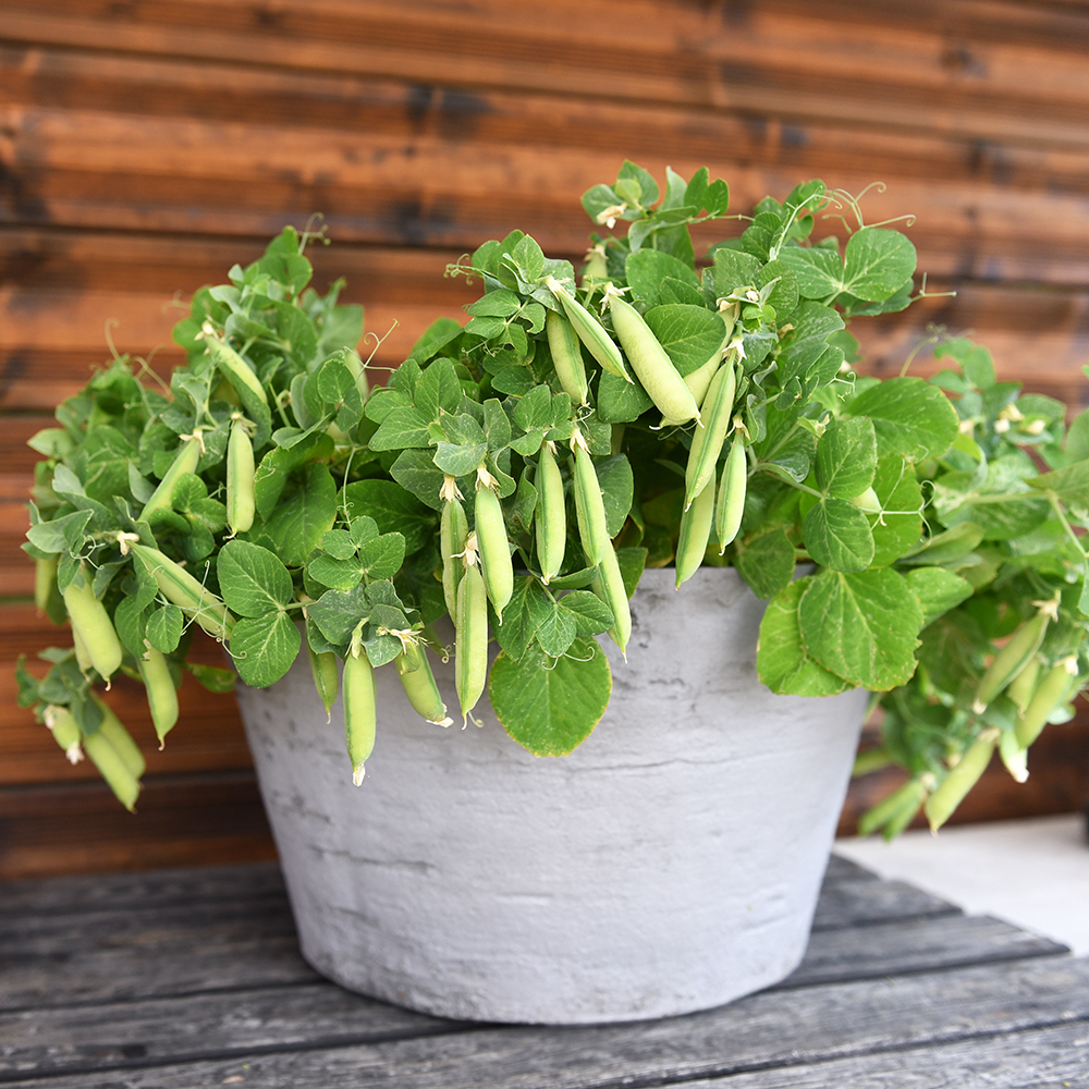 Groch cukrowy ‘Half Pint’