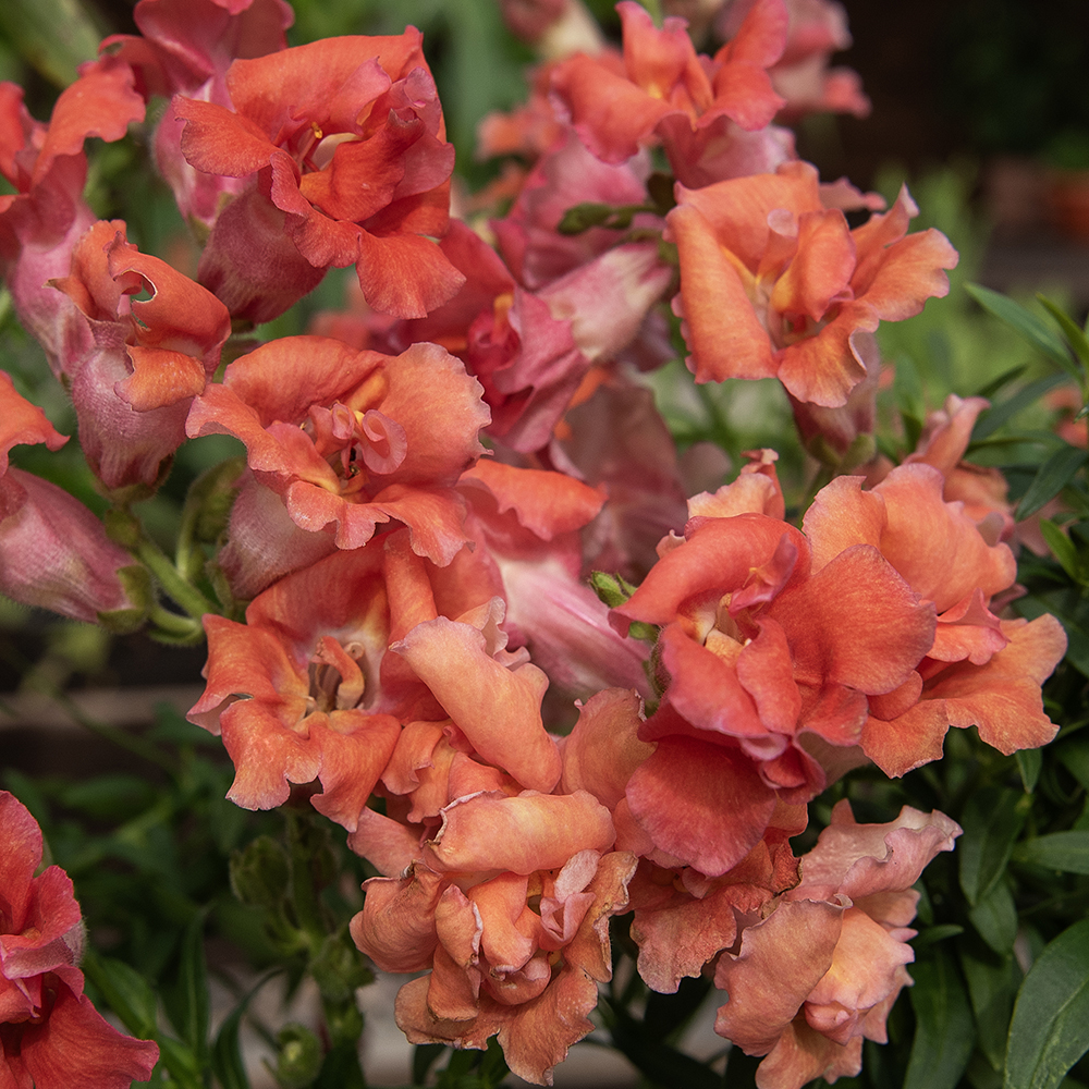 Wyżlin większy F1 ‘Madame Butterfly Bronze