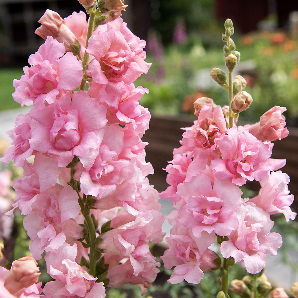 Wyżlin większy F1 ‘Snapstar Pink’