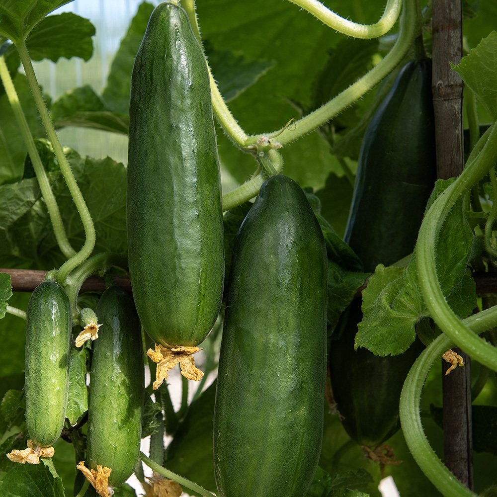 Ogórek szklarniowy F1 ‘Kalimero’