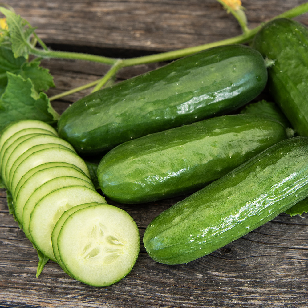 Ogórek szklarniowy F1 'Picolino'