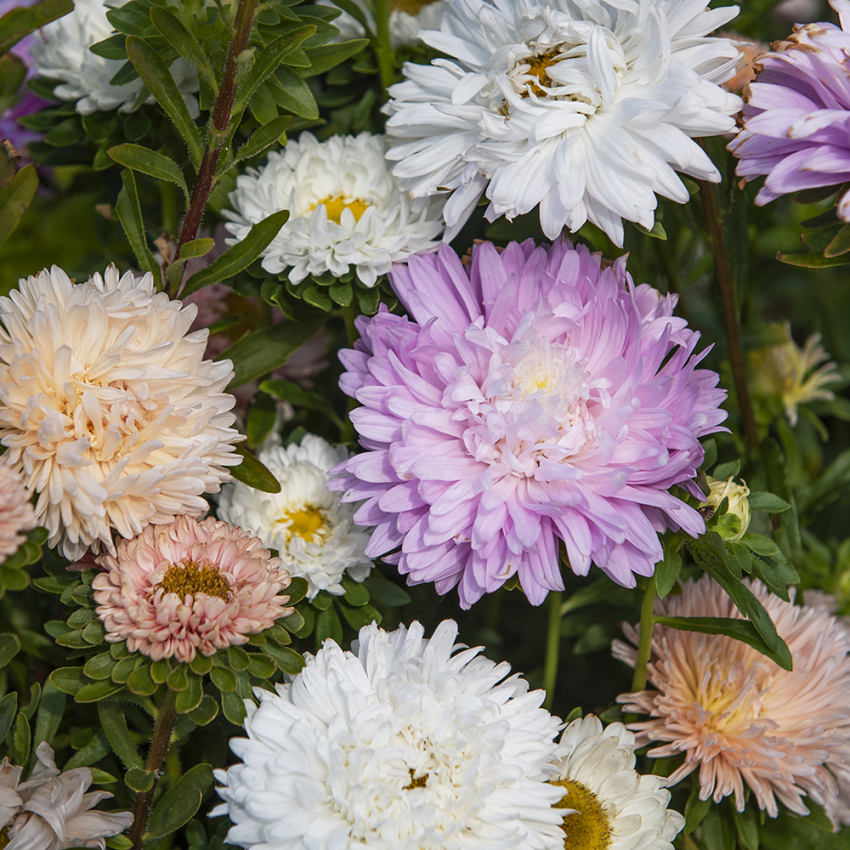 Aster chiński ‘The Roses’
