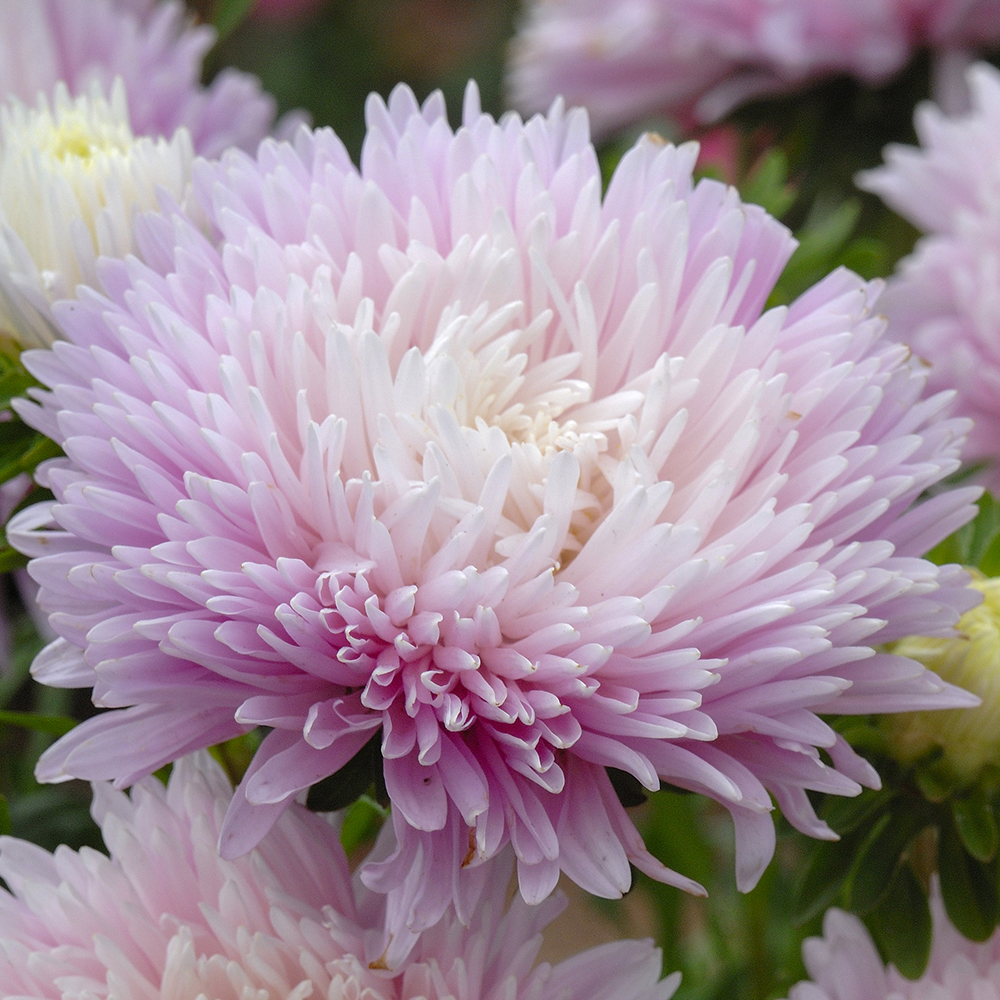Aster chiński ‘King Size Appleblossom’