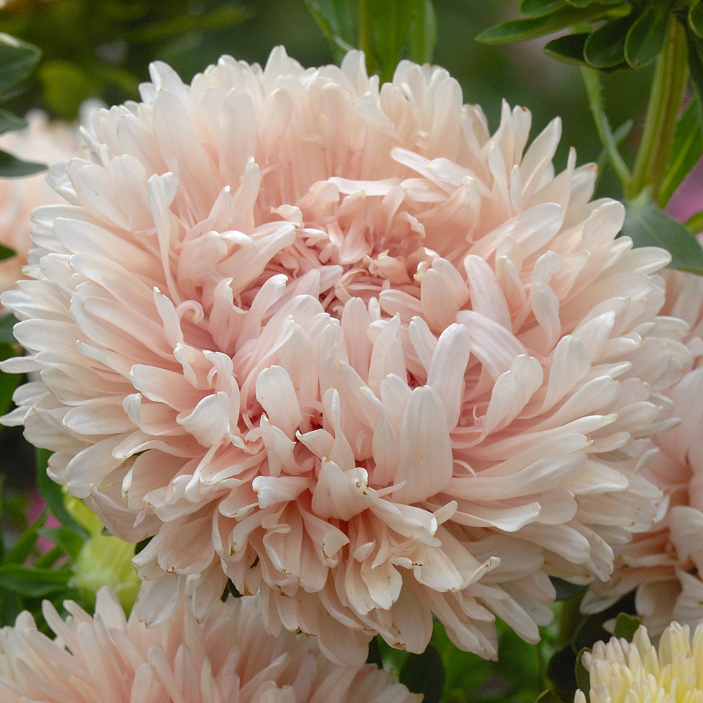 Aster chiński ‘King Size Apricot’