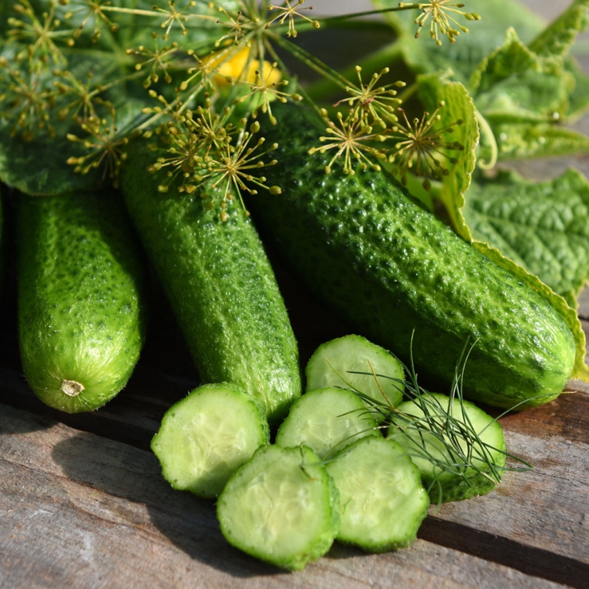 Ogórek konserwowy F1 'Diament'