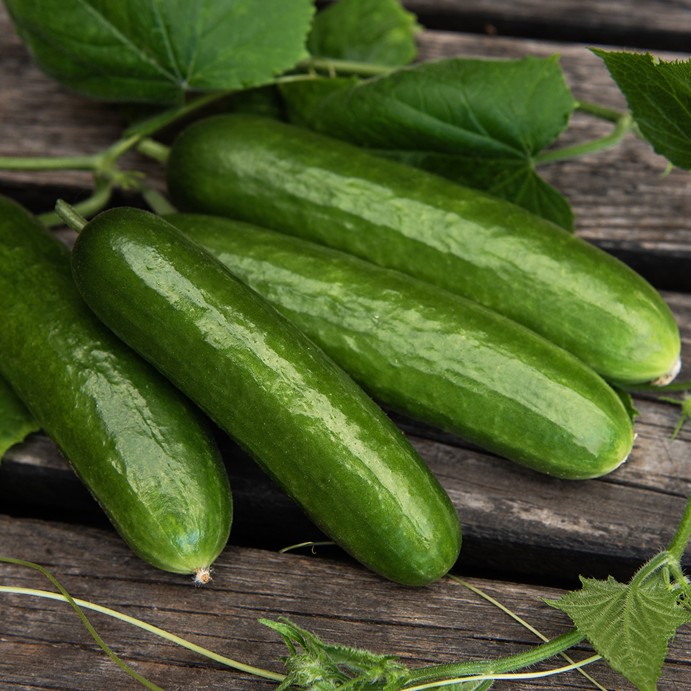 Ogórek szklarniowy F1 ‘Party Time’