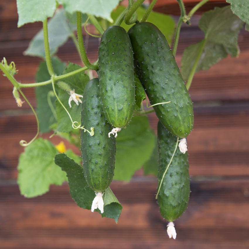 Ogórek konserwowy F1 ‘Gunnar’