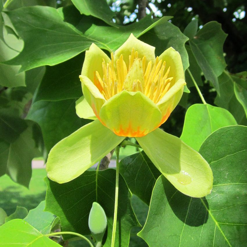 Tulipanowiec amerykański