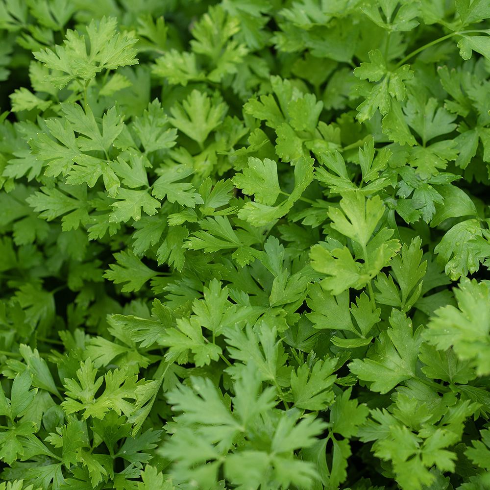 Pietruszka naciowa gładkolistna 'Gigante d’Italia/Hilmar'