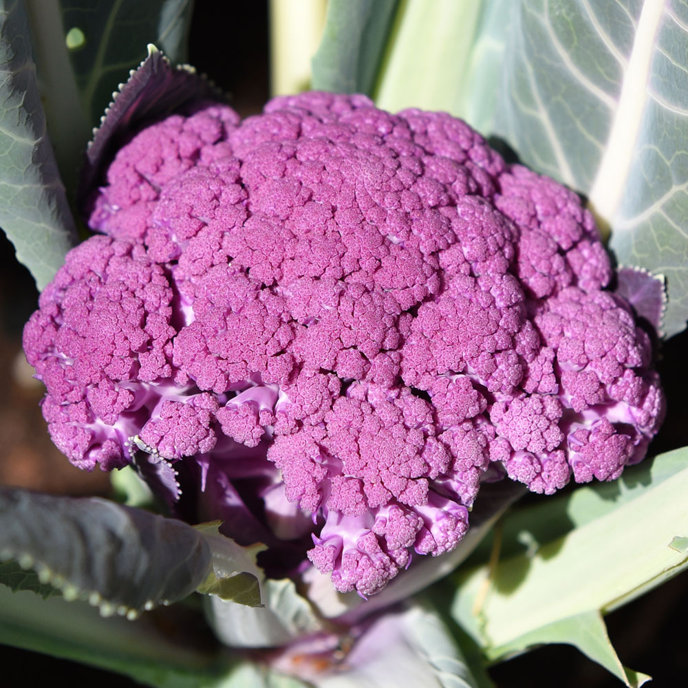 Kalafior F1 'Graffiti'