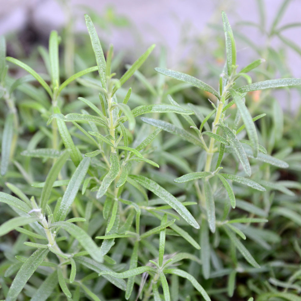 Rozmaryn 'Rosy'
