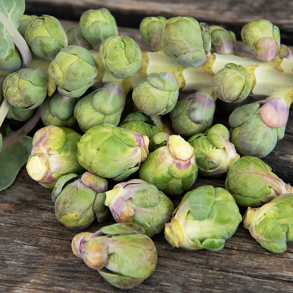 Brukselka 'Groninger'