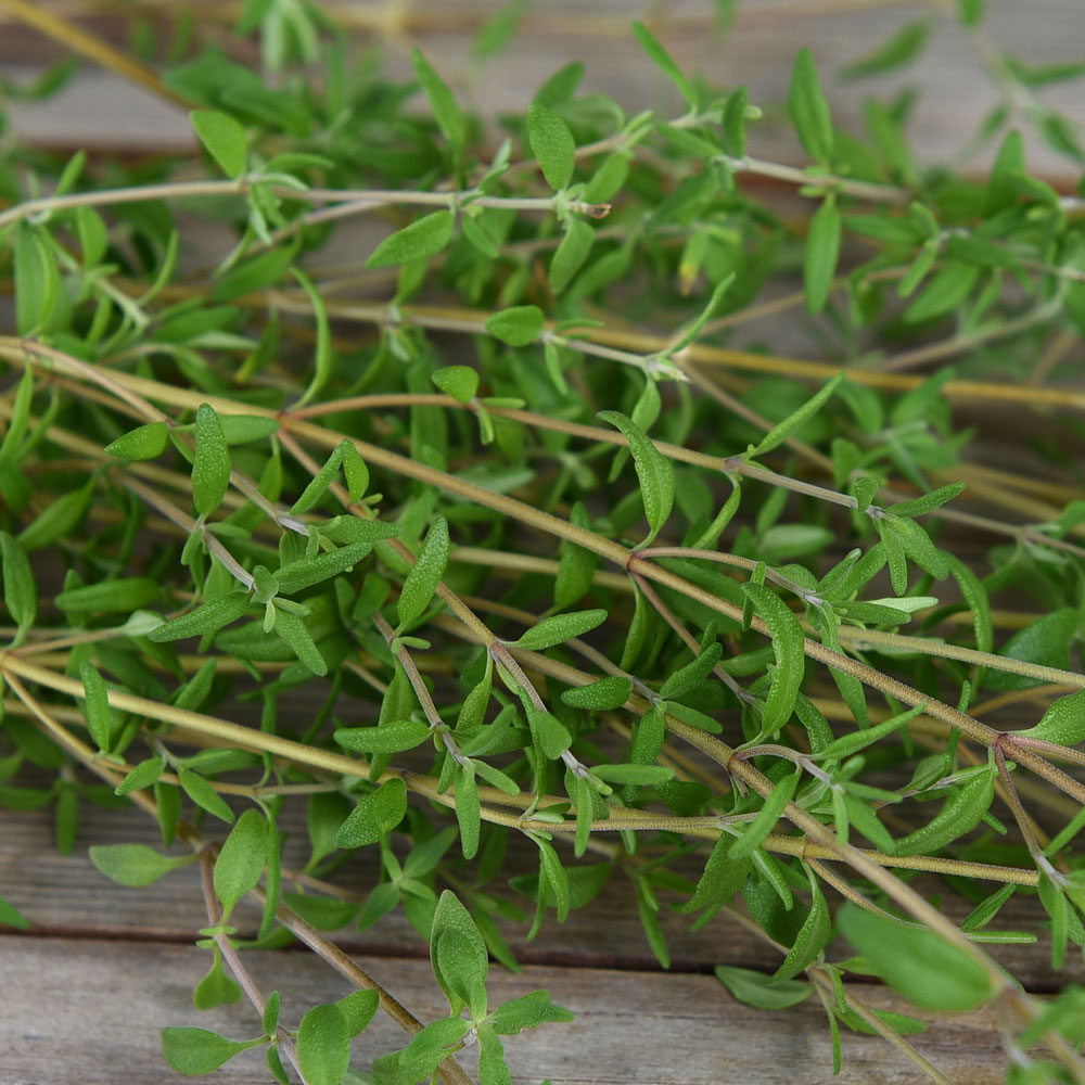 Tymianek letni 'French Summer'