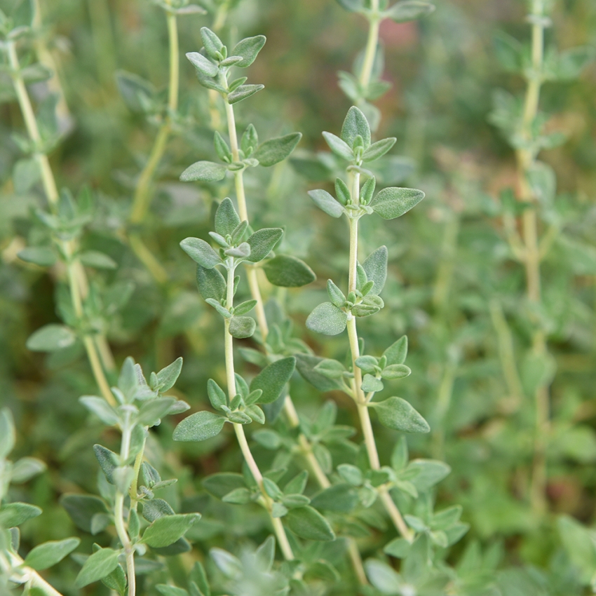 Tymianek właściwy 'German Winter'