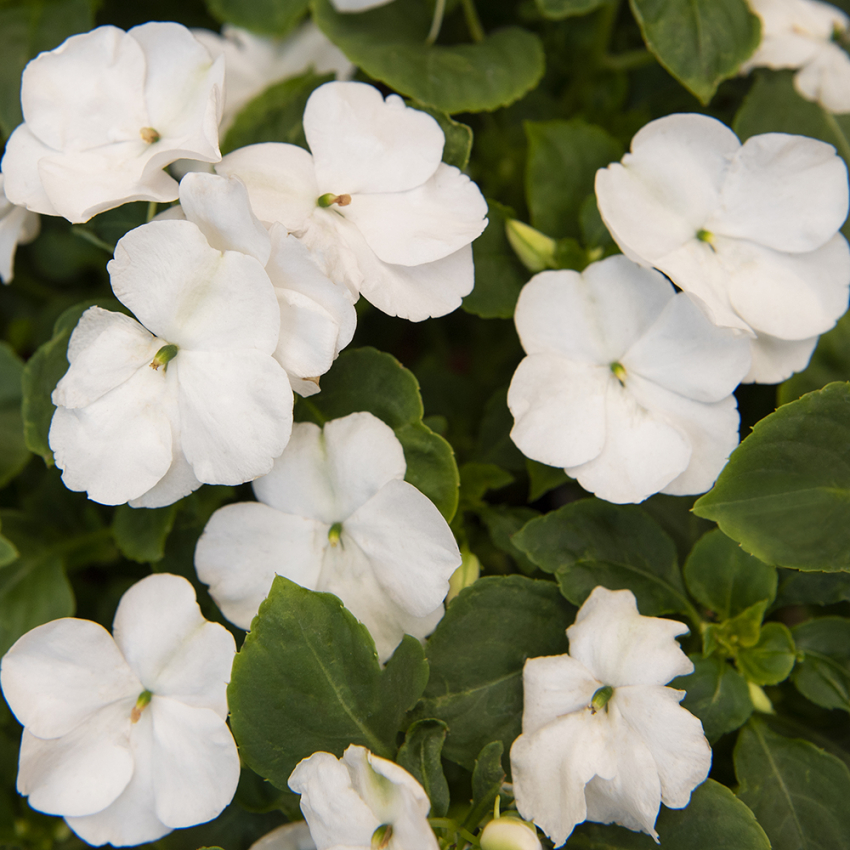 Niecierpek Walleriana F1 'Lollipop Coconut'