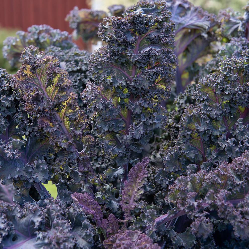 Jarmuż ‘Scarlet’