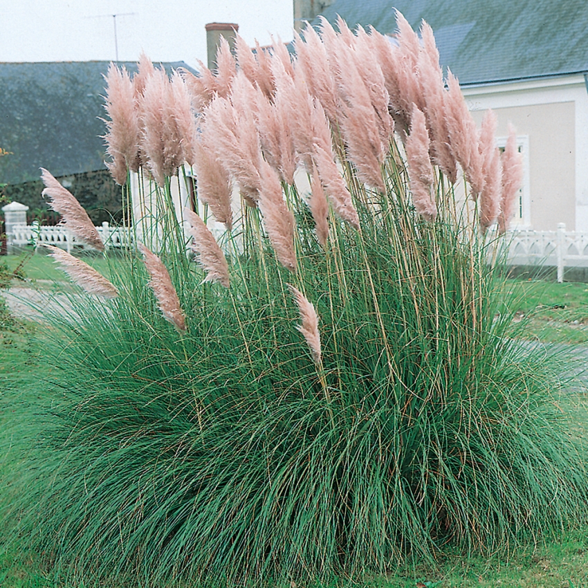 Czerwona trawa pampasowa 'Pink Feather'