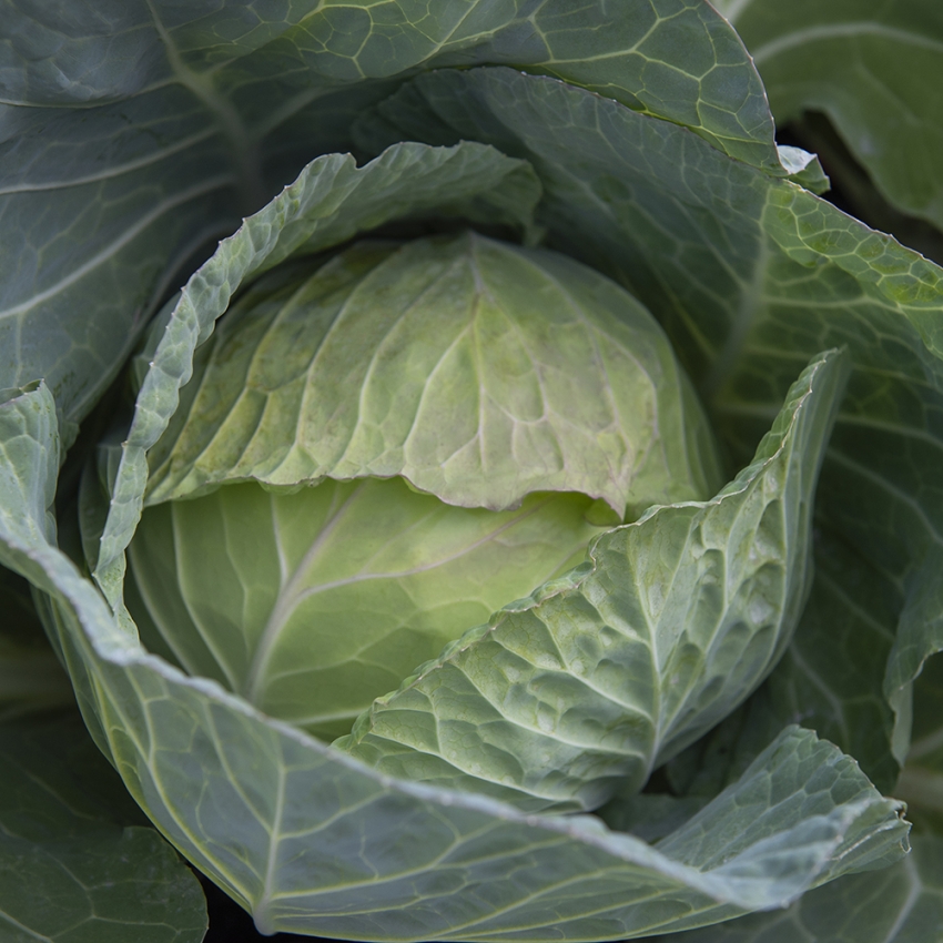 Kapusta biała F1 'Cabbice'