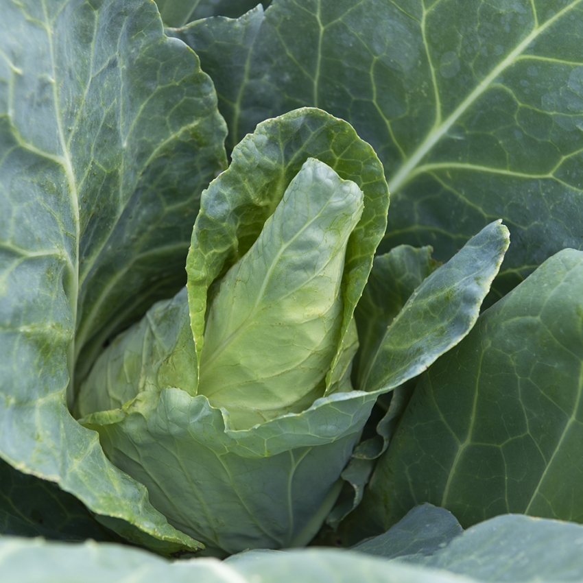 Kapusta stożkowa F1 'Caraflex'