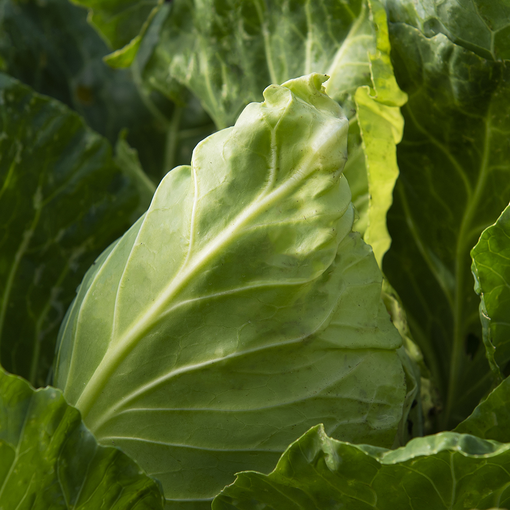 Kapusta stożkowa 'Express'