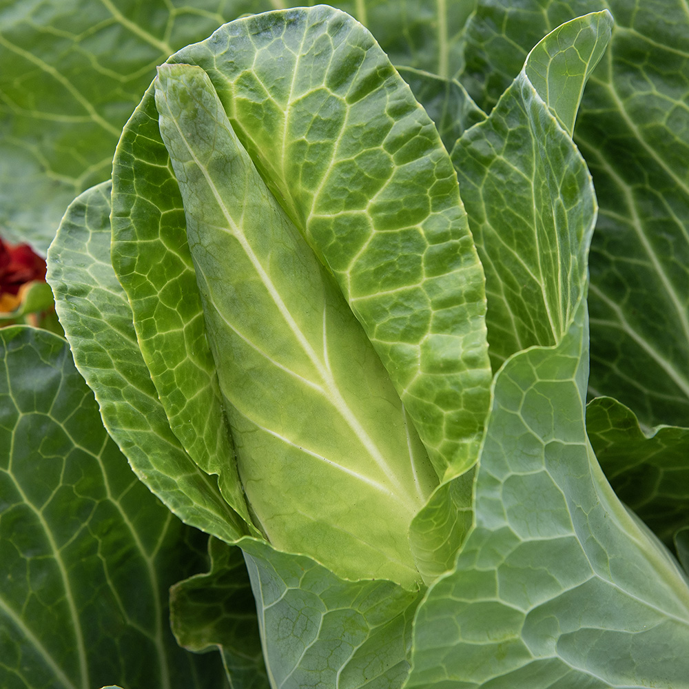 Kapusta stożkowa 'Filderkraut'