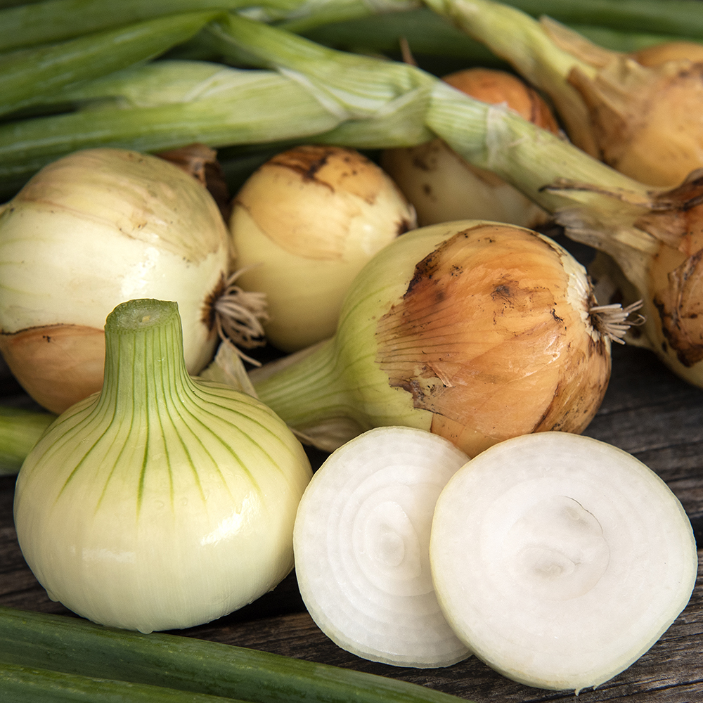 Cebula Żółta 'Yellow Sweet Spanish'