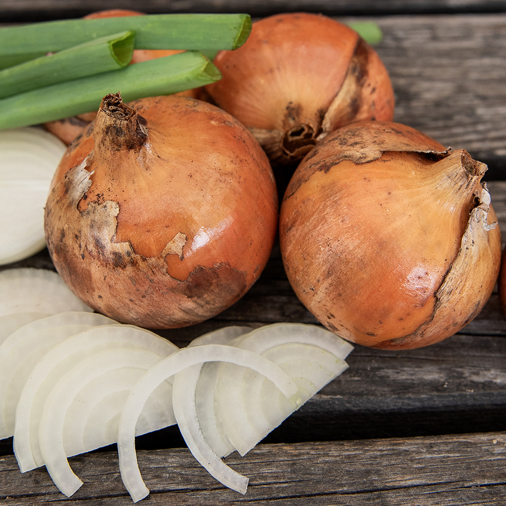 Cebula Żółta F1 'Euresco'