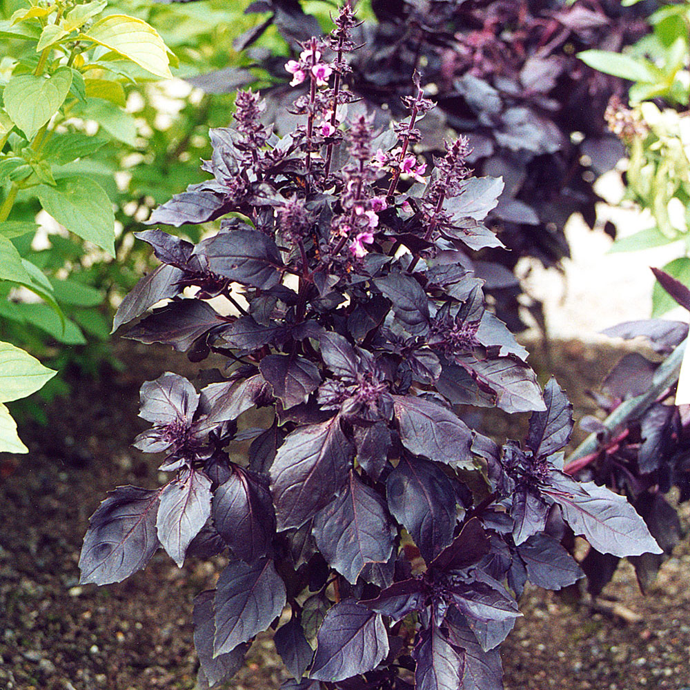 Bazylia purpurowa 'Dark Opal'
