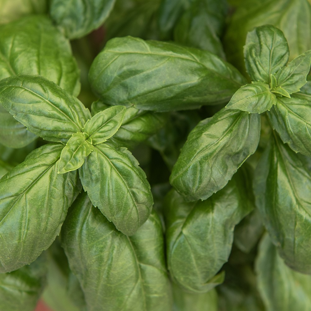 Bazylia Wielkolistna 'Genovese'