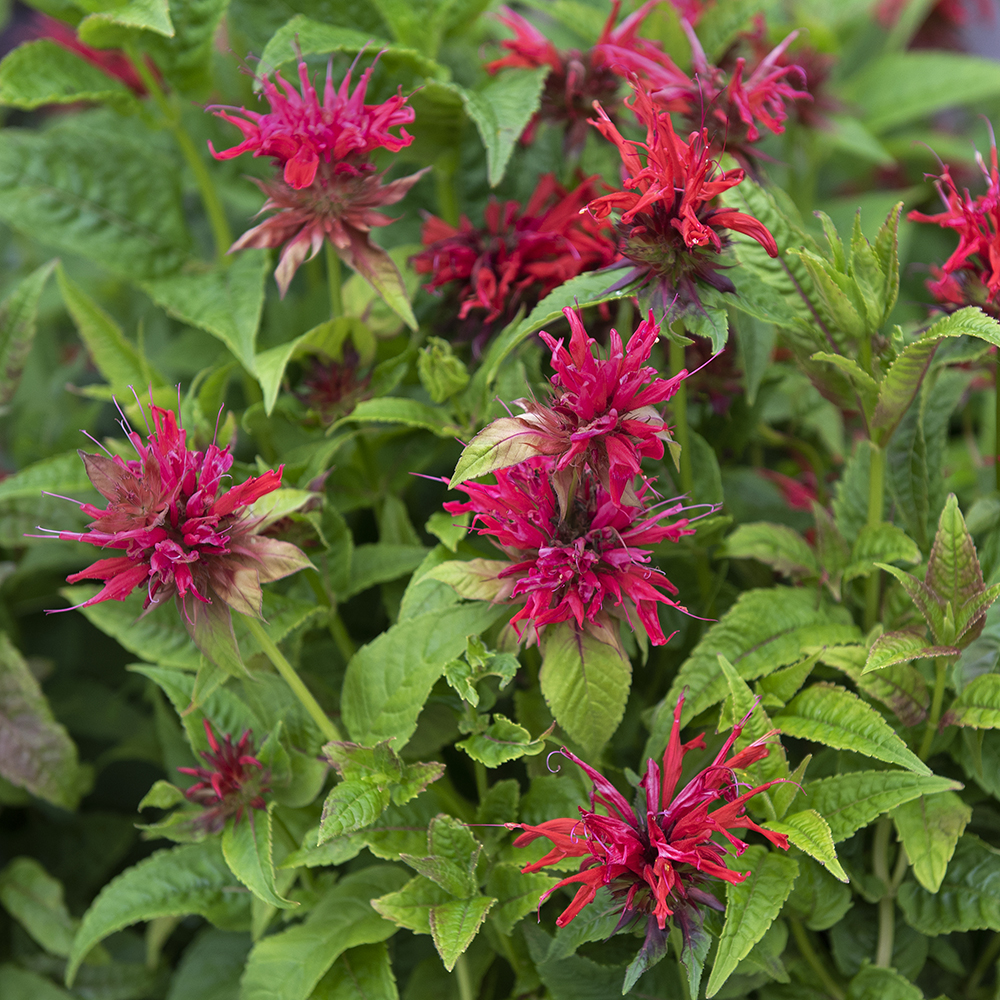 pysznogłówka dwoista