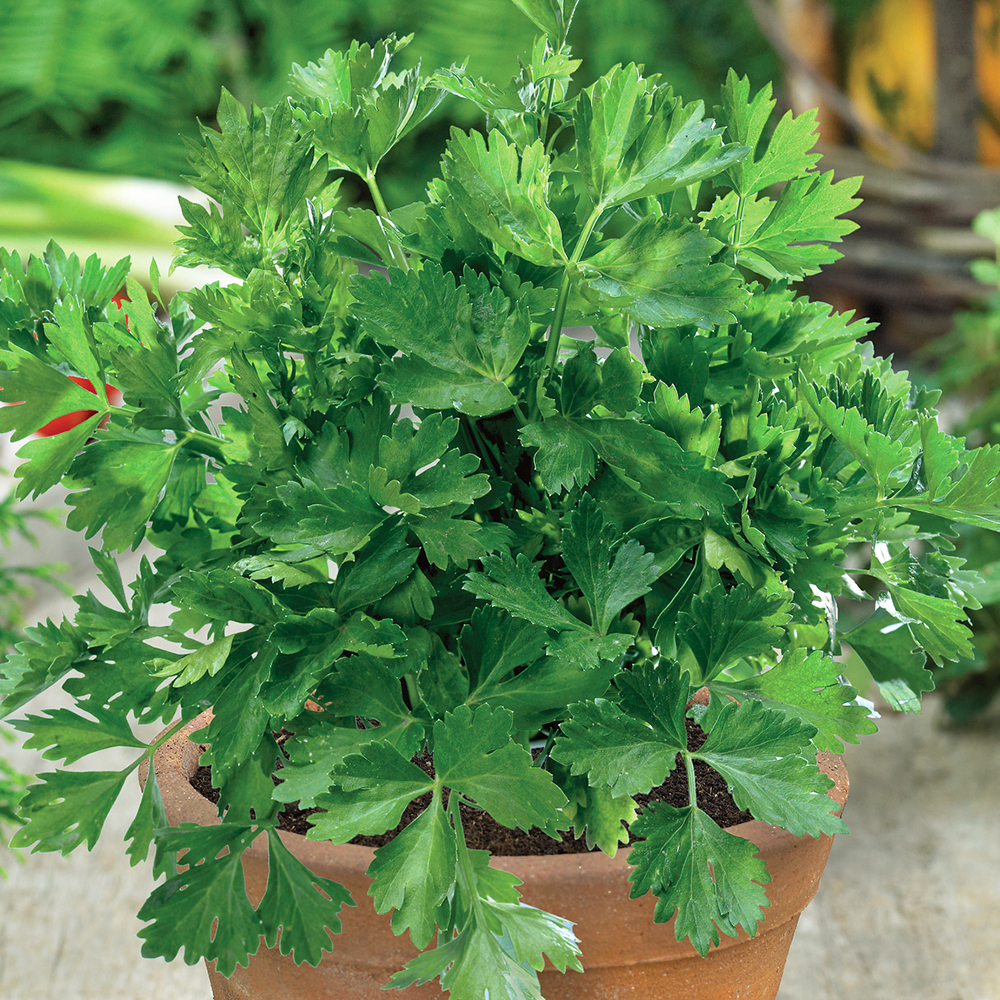 Seler naciowy chiński 'Gewone Snij'