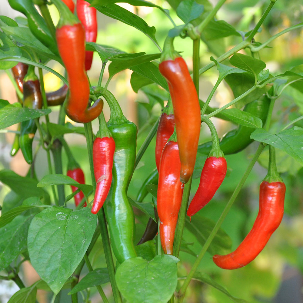 Papryka chili 'De Cayenne'