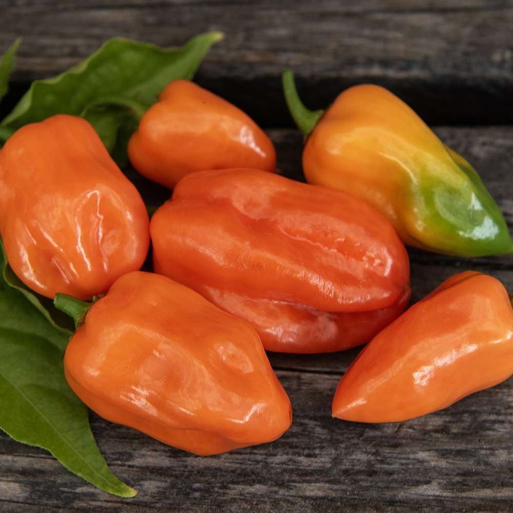 Papryka habanero 'Habanero Orange'
