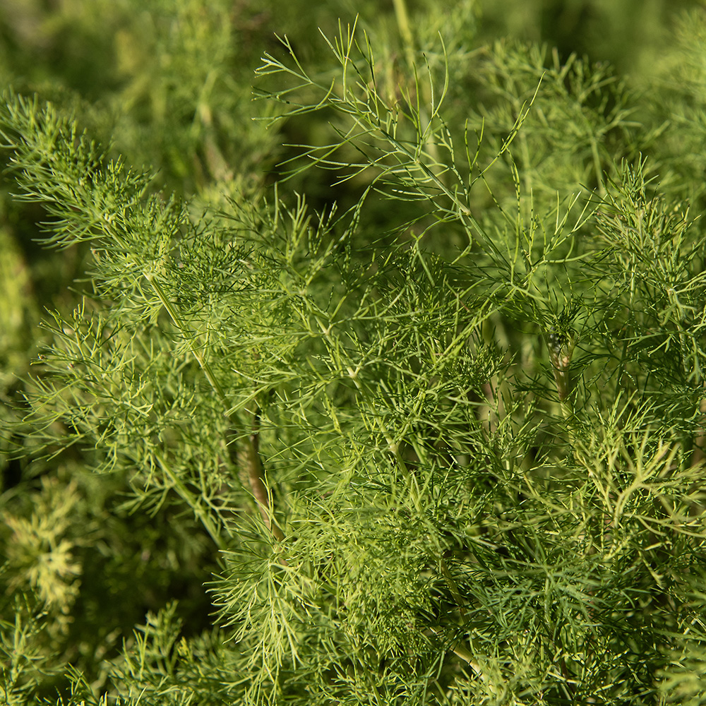 Koper ogrodowy 'Bouquet'