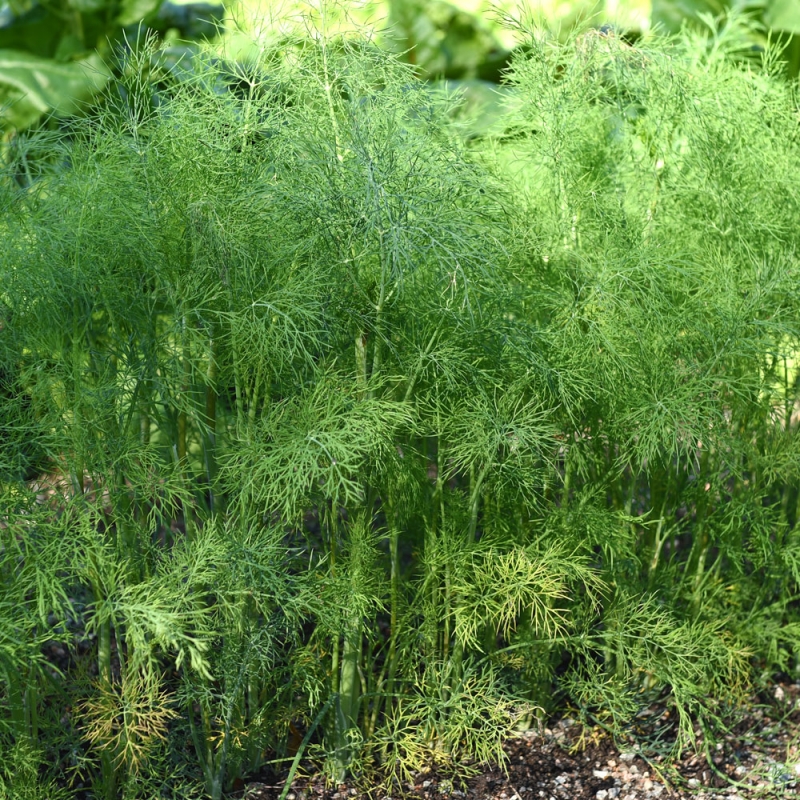 Koper ogrodowy 'Tetra'