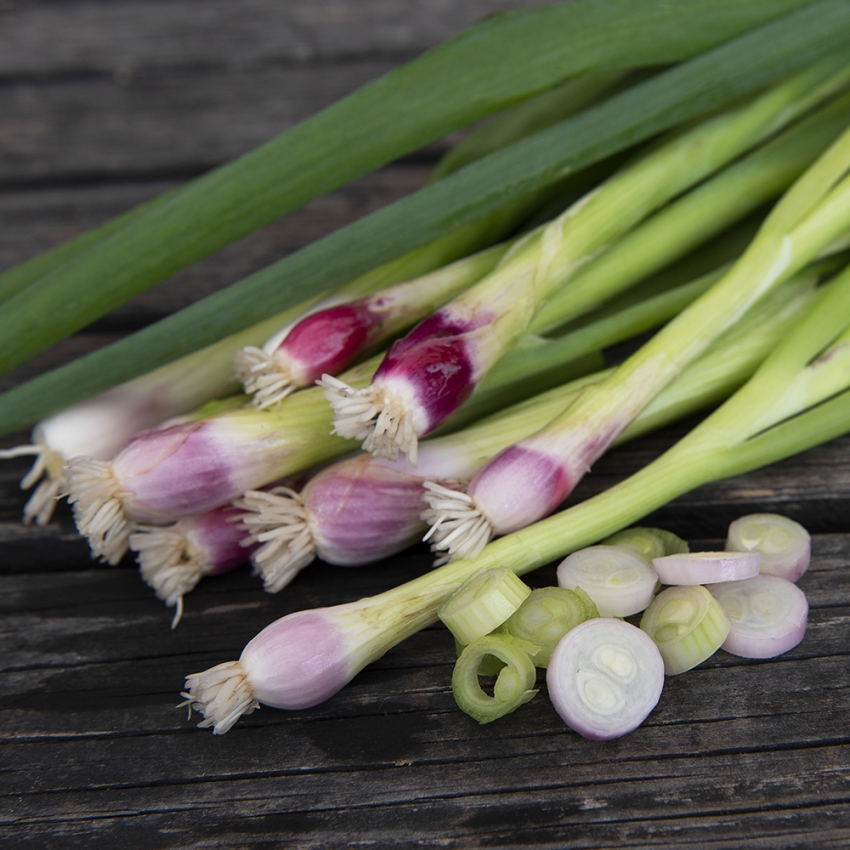 Cebula siedmiolatka czerwona ‘Red Toga’