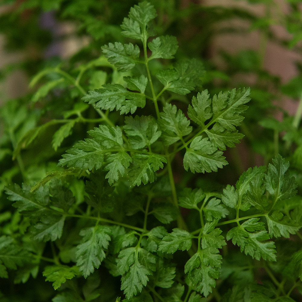 Trybula ogrodowa 'Commun'