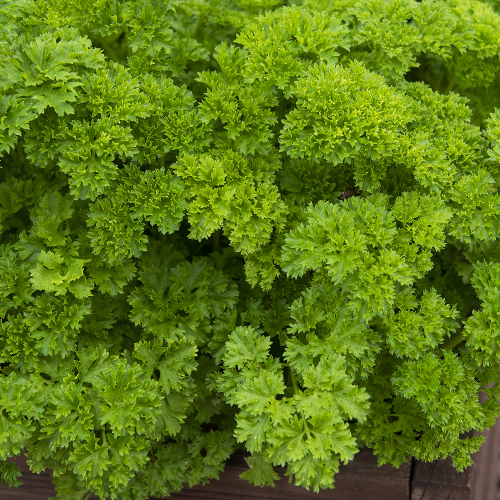 Pietruszka naciowa kędzierzawa 'Grüne Perle'