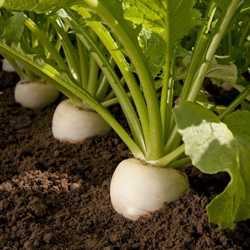 Rzepa japońska F1 ‘Natsu Komachi’