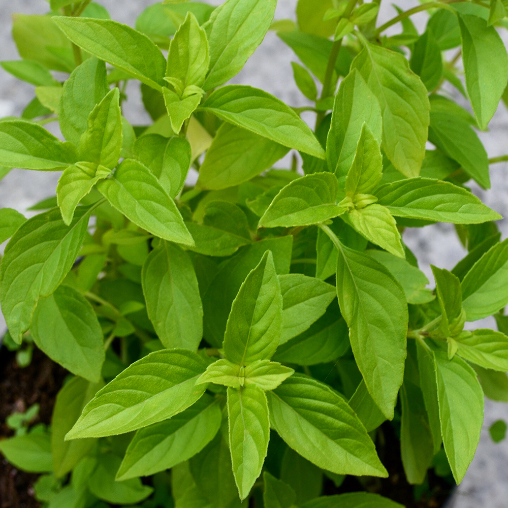 Bazylia cytrynowa 'Mrs. Burns' Lemon'