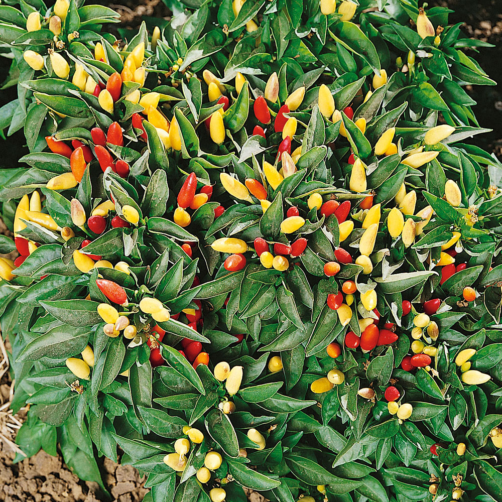 Papryka tabasco 'Tabasco'