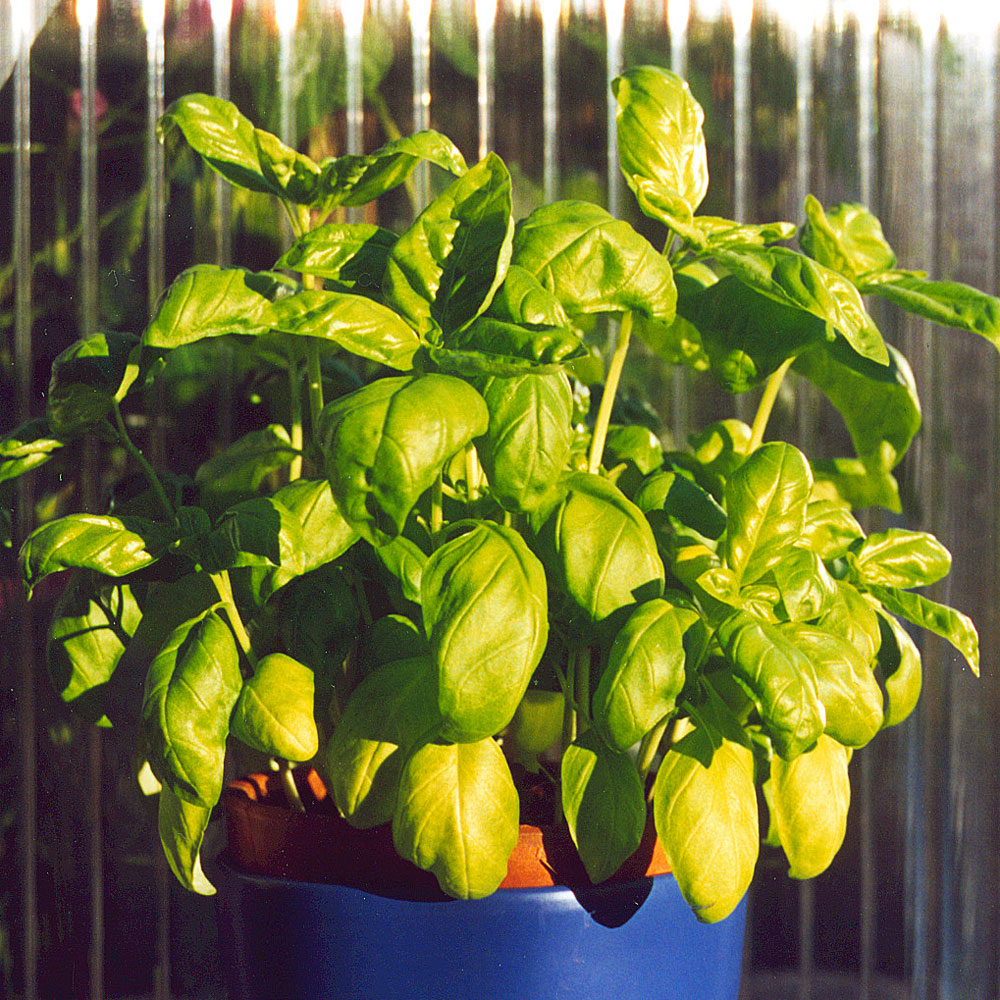 Bazylia 'Genovese Compatto'