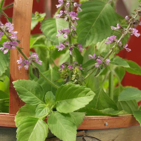 Bazylia waniliowa 'Vanilla Spice'