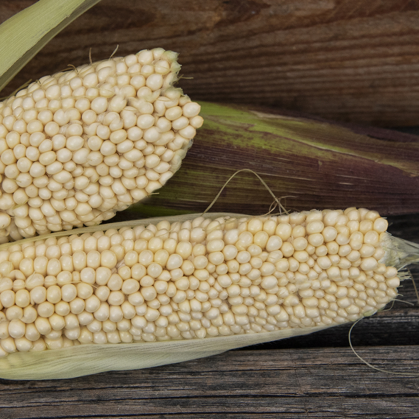 Kukurydza pękająca 'Bear Paw'